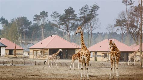 savanne lodge  beekse bergen charmecampingde