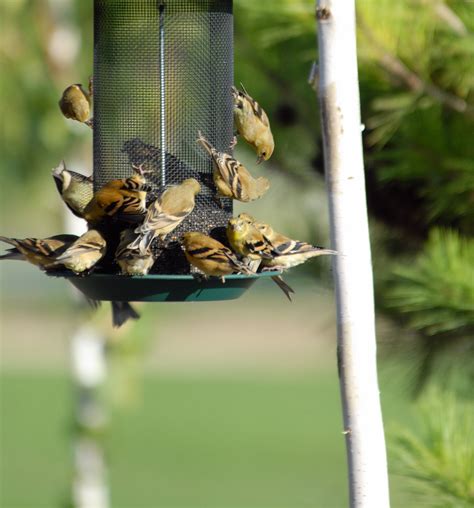 summer bird feeding tips  seeds   squirrels oregonlivecom