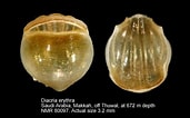 Afbeeldingsresultaten voor "diacria Maculata". Grootte: 171 x 106. Bron: nmr-pics.nl