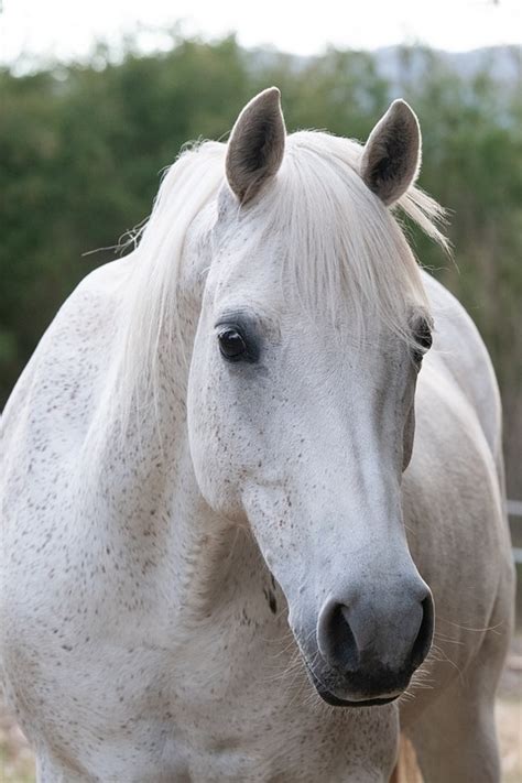 australian pony horse animal  photo  pixabay