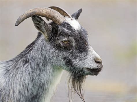 sizes profile   gray goat flickr photo sharing