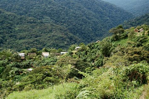 Jungle Life Papua New Guinea Alola Village Baz The