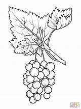 Coloring Pages Grapes Grape Colouring Gooseberry Drawing Vines Fruit Cartoon Kids Printable Red Color Vine Template Fruits sketch template