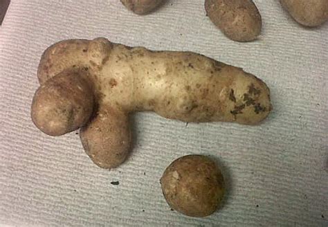 grow potatoes  trash cans reader kk sends   results