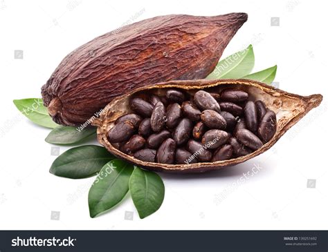 cocoa beans images stock  vectors shutterstock