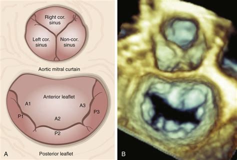 Three Dimensional Anatomy Of The Aortic And Mitral Valves