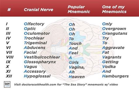 ways  remember   cranial nerves google