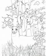 Coloring Deer Hunting Pages Printable Color Bow Whitetail Tailed Getcolorings Drawing Christmas Getdrawings Colorings Hunti sketch template