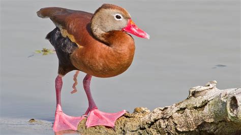 ornithologist richard prum on duck sex and human evolution spiegel online
