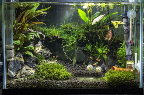 planted shrimp tank shrimptank