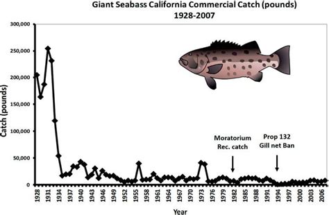 Commercial Landings Of Giant Sea Bass From California Waters From 1928