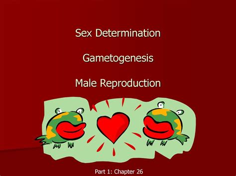 Sex Determination Gametogenesis Male Reproduction Ppt Download