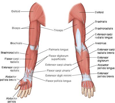 arm tabers medical dictionary