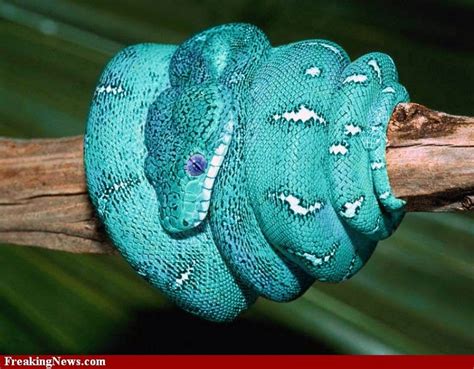 snakes   colors images  pinterest