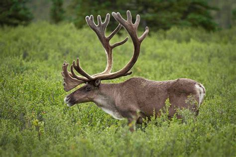 sciwhy  endangered caribou
