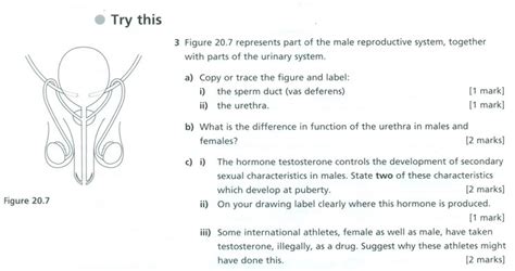 sex hormones biology notes for igcse 2014