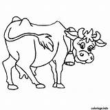 Vaca Vache Cow Lechera Mucca Lola Vacas Tauro Colorier Rigolote Jonney Dibuix Acolore Lecheras Animadas Cows Coloriages Dibuixos Vaches Gratuit sketch template