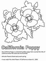 Coloring California Poppy Pages State Flowers Kids Drawing Flower States Ws Print United Usa Printables Clipart Flag Geography Color Getdrawings sketch template