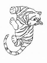 Tiger Coloring Pages Print Color Template Coloring2print sketch template