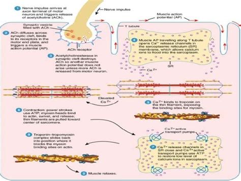 anatomy physiology  neuromuscular junction monitoring
