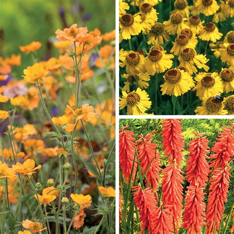 Hot And Fiery Collection From Mr Fothergill S Seeds And Plants