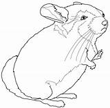 Chinchilla Coloring Pages Chinchillas Categories Getcolorings Color sketch template