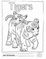 Coloring Pages Liger Tiger Getcolorings Getdrawings sketch template