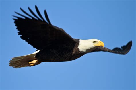 bald eagle  flight  stock photo public domain pictures