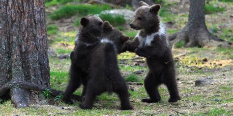 Bear Cubs Play Ring Around The Rosie And We All Fall