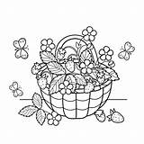 Basket Strawberry Coloring Outline Strawberries Cartoon Nature Kids Berries Garden Drawing Gifts Summer Book Illustrations Vector Vectors Illustration Stock Clip sketch template