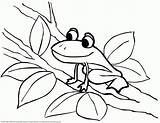 Frog Frogs Frosch Ausmalbilder Bestcoloringpagesforkids Sapos Mewarnai Bagus Kumpulan Anjing Chachipedia Ranas Coloringhome sketch template