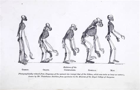 Evolution Of Darwin Marriott Library The University Of Utah