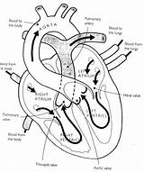 Circulation Anatomical Physiology Pulmonary Momjunction Science Circulatory sketch template