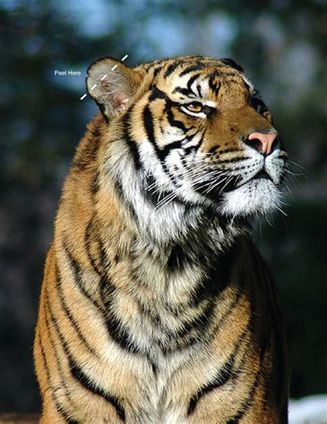 save  tiger magazine ad  behance
