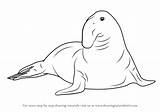 Seal Elephant Draw Drawing Southern Seals Step Drawings Learn Paintingvalley sketch template