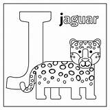 Coloring Letter Jaguar Alphabet Vector Thehungryjpeg Cart Illustration sketch template