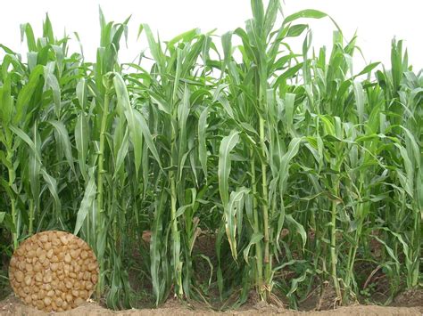 crop productionforage cropsfodder maize