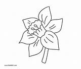 Coloring Narcissus Printable Pages Dot Flowers 56kb 600px sketch template