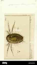 Afbeeldingsresultaten voor Thyropus Sphaeroma Geslacht. Grootte: 150 x 258. Bron: www.alamy.com