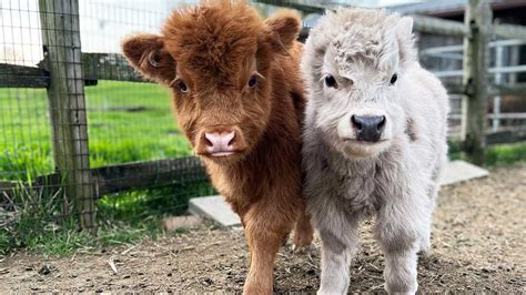 miniature cows steal  show  lancaster county farm