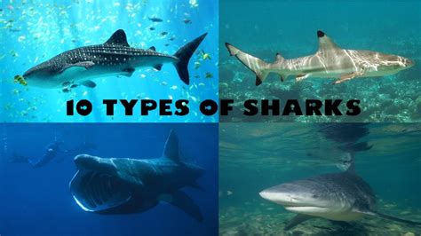 types  sharks youtube