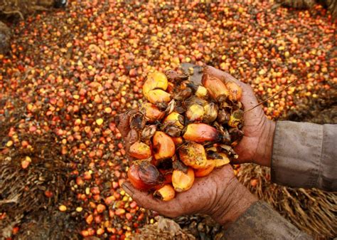 global demand  palm oil  driving  fires  indonesia quartz