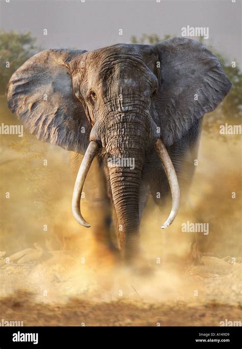 charging african elephant stock photo royalty  image  alamy