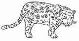 Leopardo Leopardos Pintar Yaguarete Imagui Guepardo Kolorowanki Leopardy Gepardy Animali sketch template