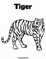 Tiger Coloring Worksheet Stripes Drawing Harimau Lsu Has Tigre Print Tracing Pages Orange Outline Animals Est Le Twisty Noodle Printable sketch template