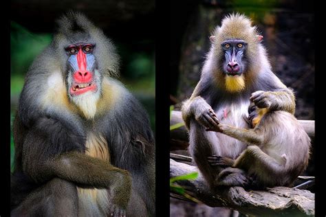 The Most Dramatic Examples Of Sexual Dimorphism