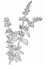 Basil Herb Coloring Pages Printable Categories Pluspng sketch template
