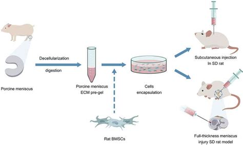 researchers develop injectable extracellular matrix based biomaterials