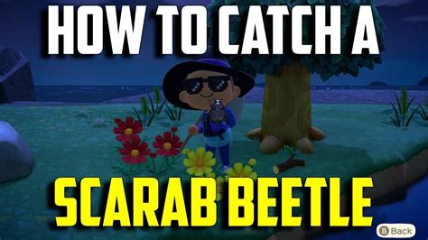 catch  scarab beetle scarab beetle acnh animal crossing  horizons scarab beetle