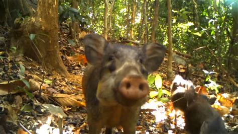 zgap clip award  bawean warty pig sus blouchi youtube